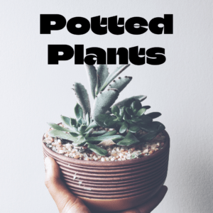 Picture of Potted Plants
