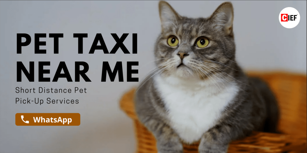 Background- Pet Taxi Near Me