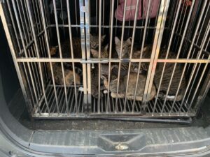 Customer Picture 8- Cat Content