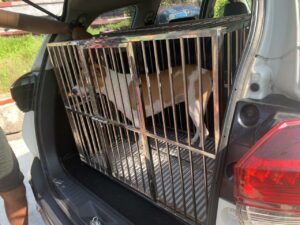 Customer Picture 7- Dog Content