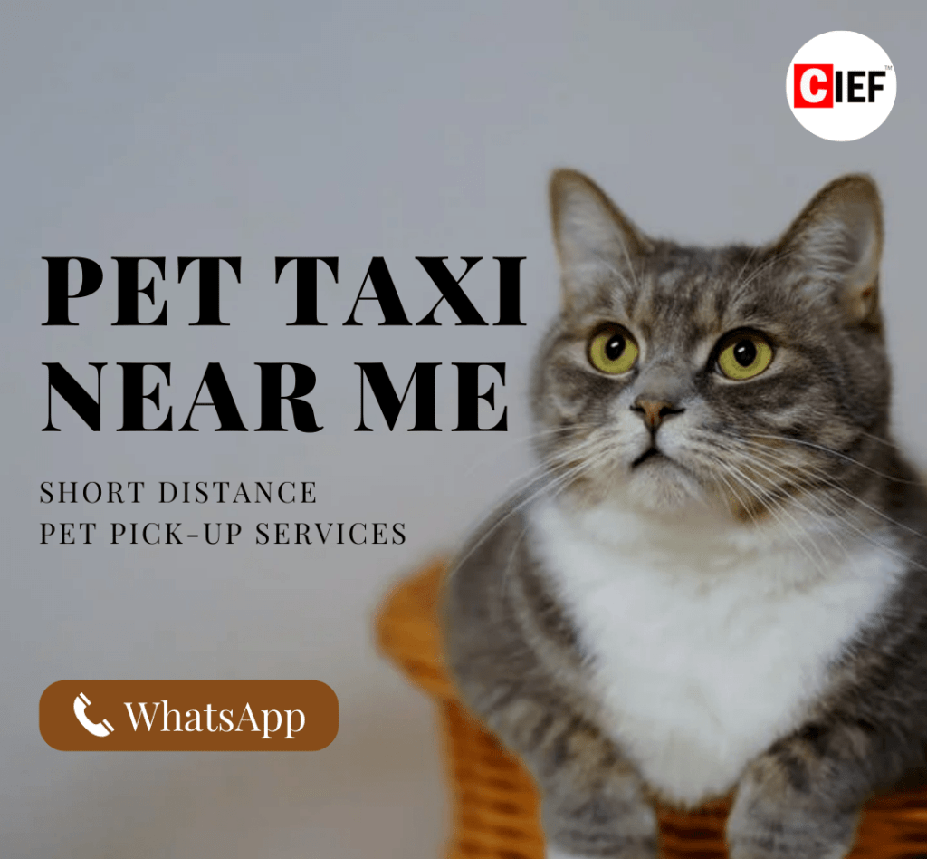 Pet Taxi Near Me- Cover Page of mobile phone